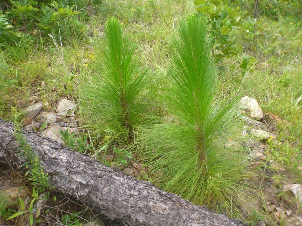 longleaf